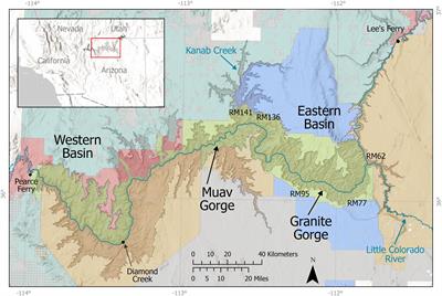 Population and spatial dynamics of desert bighorn sheep in Grand Canyon during an outbreak of respiratory pneumonia